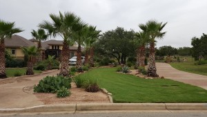 A driveway with palm trees in front of a house.