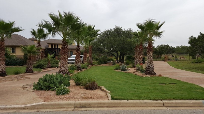 A driveway with palm trees in front of a house.