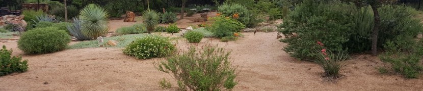 A desert garden with lots of plants and sand.