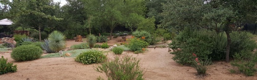 A desert garden with cactus, shrubs and trees.