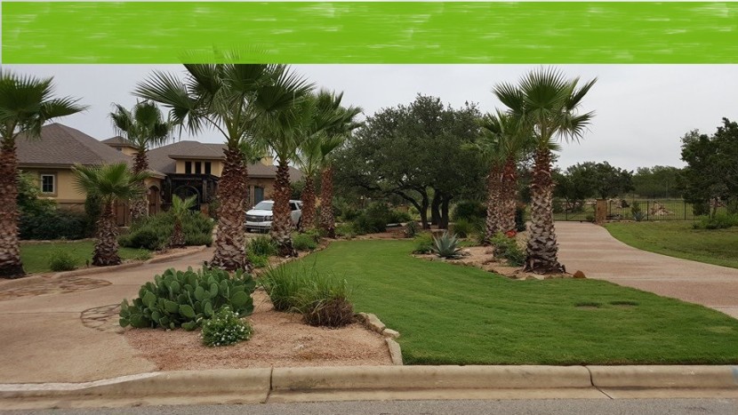 A green lawn with palm trees and bushes in front of a house.