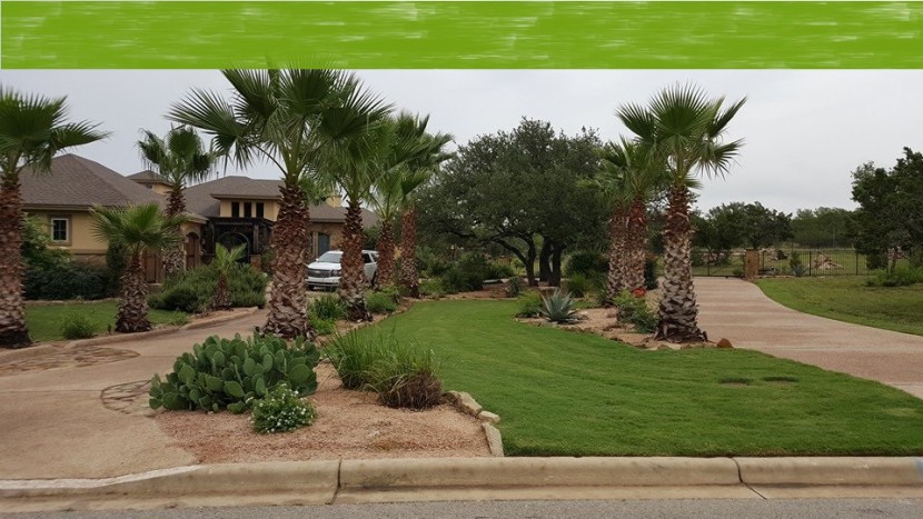 A green lawn with palm trees in front of a house.
